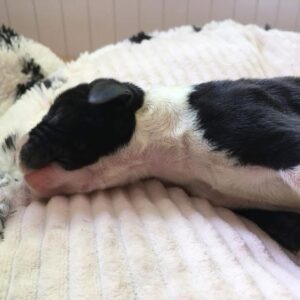 Male mantle puppy # 9