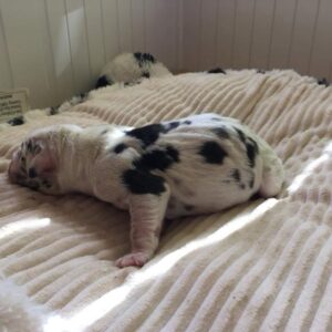 Harlequin female puppy #8