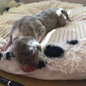 Blue Merle female #7