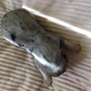 Blue Merle female #6