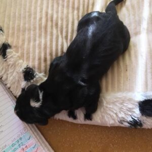 Male puppy #5