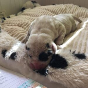 Male piebald puppy #2
