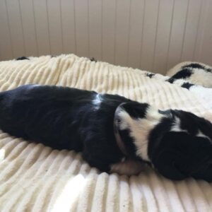 Male mantle puppy #4