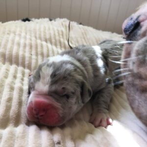 Female blue Merle #1