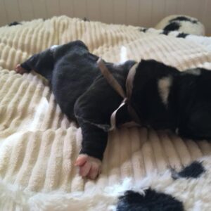 Female black puppy #3